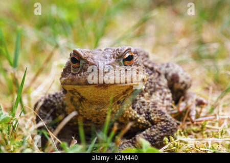 closeup of common brown toad standing in the grass ( Bufo ); this european amphibian has toxic glands on its skin Stock Photo