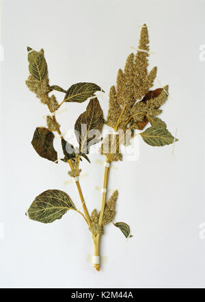 A herbarium sheet with Amaranthus sp., the Amaranth, from the family Amaranthaceae Stock Photo