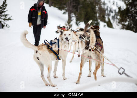 Mushing dog in the snow Stock Photo