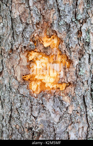 Tree bark with a hole Stock Photo