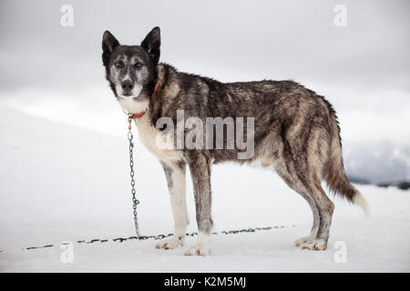 Mushing dog in the snow Stock Photo