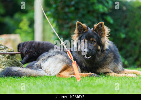 Old German Shepherd dog lies on the lawn and looks for a flirt tool