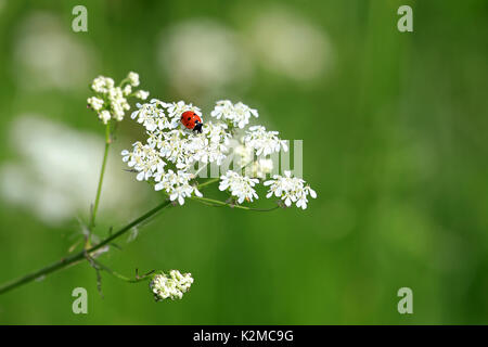 Seven Spotted Ladybug, Coccinella septempunctata, on white flowers of Cow Parsley, Anthriscus sylvestris, with green background of grass at summer. Sh Stock Photo