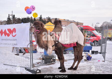 Camel is during carnival in the Moscow area Stock Photo