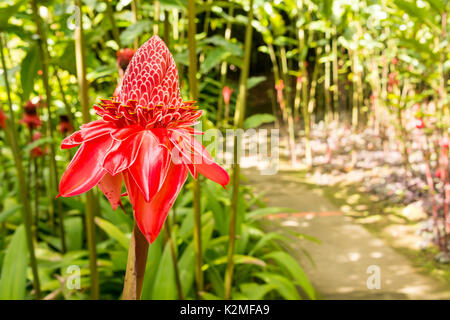 Tropical flower red torch ginger (Etlingera elatior) Stock Photo