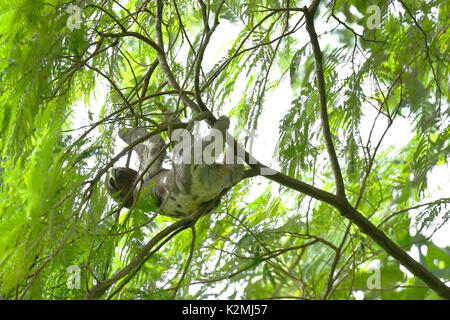 Pale-throated Three-toed Sloth (Bradypus tridactylus); Copy taken in freedom, hanging on tree Stock Photo