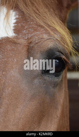 Horse eye closeup staring forward Stock Photo