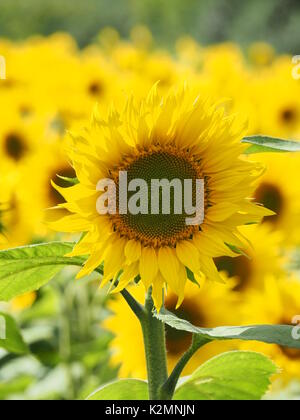 Portrait view of Sunflowers in a field in Buckinghamshire with vibrant backlit petals in afternoon sun. Stock Photo