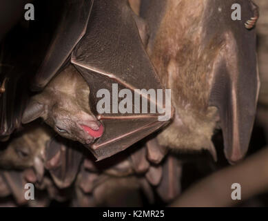 Egyptian fruit bats (Rousettus aegyptiacus) Stock Photo