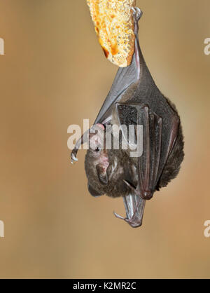 Seba's Short-tailed Bat (Carollia perspicillata) Stock Photo