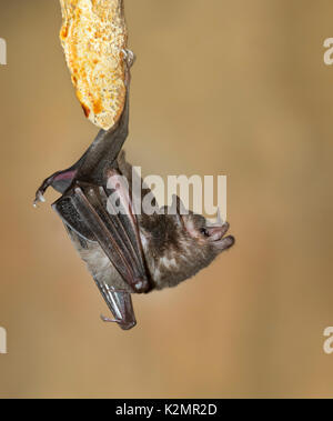 Seba's Short-tailed Bat (Carollia perspicillata) Stock Photo
