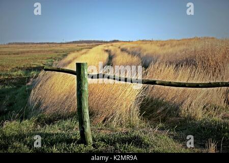 a wooden fence in reeds Stock Photo