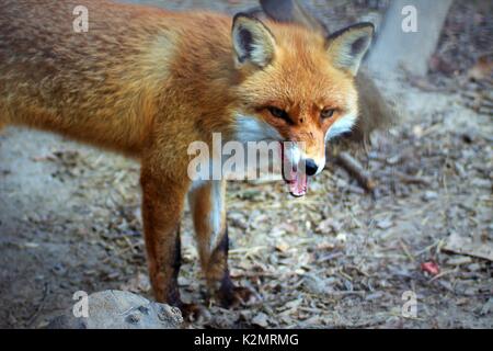wink on the fox Stock Photo