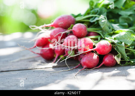 Ripe radishes on vintage wooden table background. Sunny day farmers harvest still life. Shallow depth field, selective focus Ripe radishes on vintage wooden table background. Sunny day farmers harvest still life. Shallow depth field, selective focus