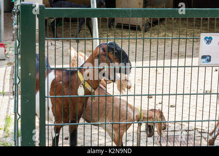 Goats at a children's farm, Kinderboerderij Feitsmapark, Sliedrecht, Netherlands Stock Photo
