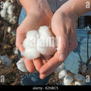 cotton farming in Australia Stock Photo