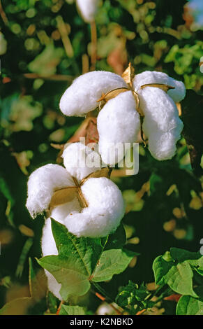 cotton farming in Australia Stock Photo