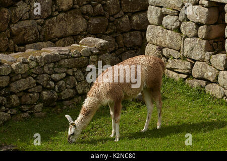 Llama at Machu Picchu Inca ruins (World Heritage Site), Sacred Valley, Peru, South America Stock Photo