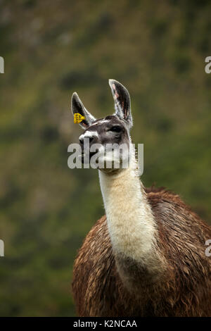 Llama at Machu Picchu (World Heritage Site), Peru, South America Stock Photo