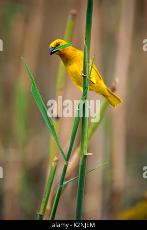 Eastern Golden Weaver, (Ploceus subaureus), adult male on the lookout, with nesting material, Saint Lucia Estuary Stock Photo