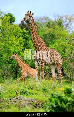 Cape giraffes (Giraffa camelopardalis giraffa), adult female with youngs, foraging, Saint Lucia Estuary Stock Photo