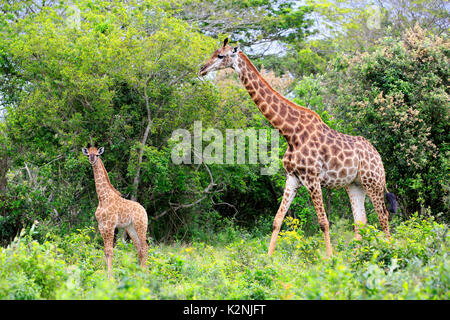 Cape giraffes (Giraffa camelopardalis giraffa), adult female with youngs, foraging, Saint Lucia Estuary Stock Photo