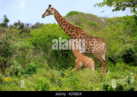 Cape giraffes (Giraffa camelopardalis giraffa), adult female with youngs, foraging, Saint Lucia Estuary Stock Photo