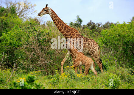 Cape giraffes (Giraffa camelopardalis giraffa), adult female with youngs, foraging, Saint Lucia Estuary Stock Photo