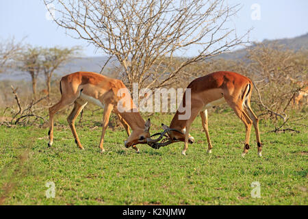 Impala, (Aepyceros melampus), adult male fighting, two males fighting, Hluhluwe Umfolozi National Park Stock Photo