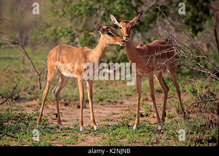 Impala (Aepyceros melampus), adult two females watchful, female, social behavior, Hluhluwe Umfolozi National Park Stock Photo