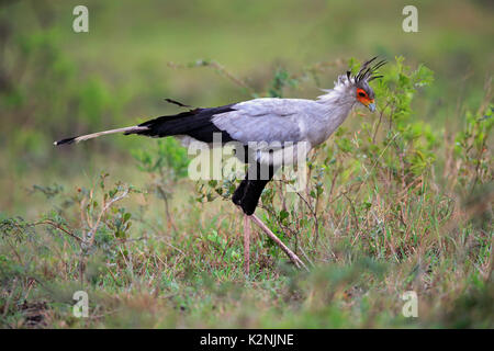 Secretary bird (Sagittarius serpentarius), adult, hunting, concentrated, Hluhluwe Umfolozi National Park Stock Photo