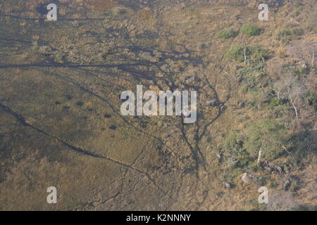 Aerial view of African Elephants moving through the Okavango Delta wetland near Maun in Botswana Stock Photo