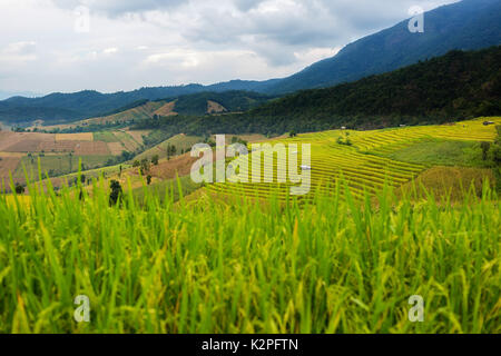 Rice terraces in Chiang Mai, Thailand Stock Photo