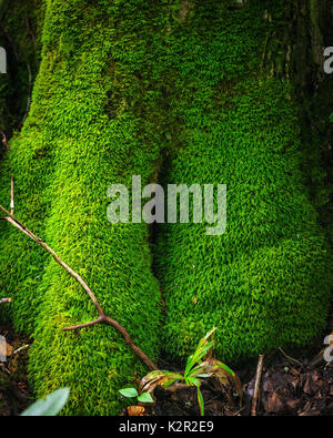Vivid Green Moss Covering Tree - Beacon Heights Trail has this cool tree with lots of long hairy green moss on it. Very swamp looking. Stock Photo