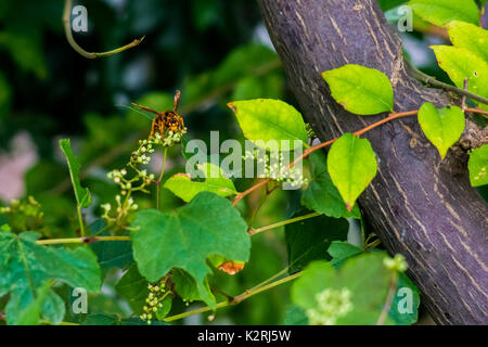 A hornet rests on a vine near Oiso Station, Oiso, Japan Stock Photo