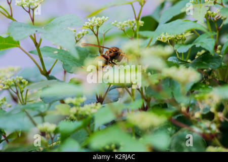 A hornet works through the buds on a cluster of vines Stock Photo