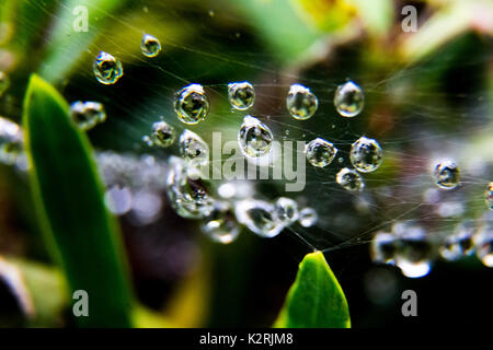 rain drops caught in a spider web on a rainy day in Oiso, Japan Stock Photo