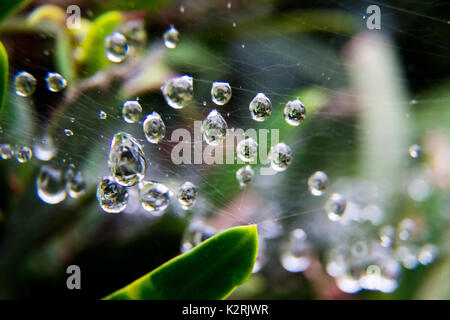 rain drops caught in a spider web on a rainy day in Oiso, Japan Stock Photo