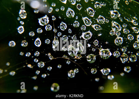 rain drops caught in a spider web on a rainy day in Oiso, Japan Stock Photo