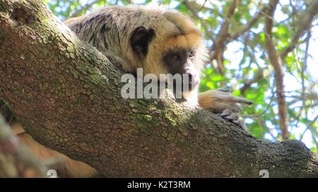 gibbon on tree resting Stock Photo