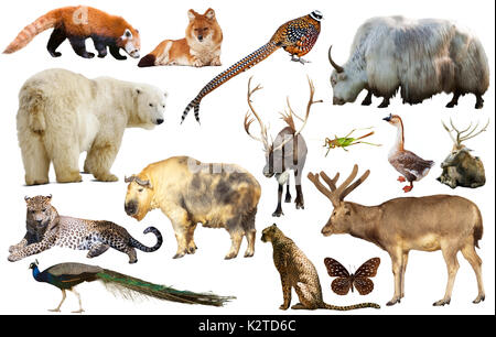 collection of different birds, mammals and reptiles from asia isolated on white background Stock Photo