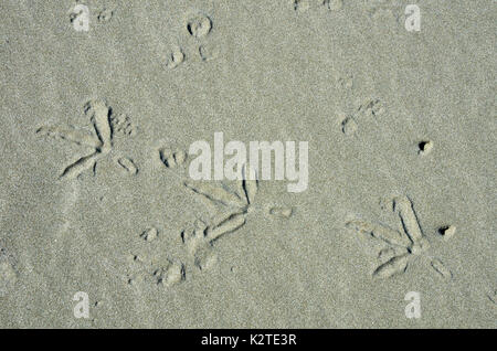 Bird footprints in sand, Ohope, Bay Of Plenty, North Island, New Zealand Stock Photo