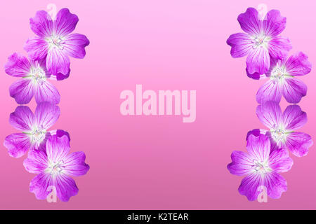 isolated on pink background frame from flowers woodland geranium.  Copy space. Free space for text Stock Photo