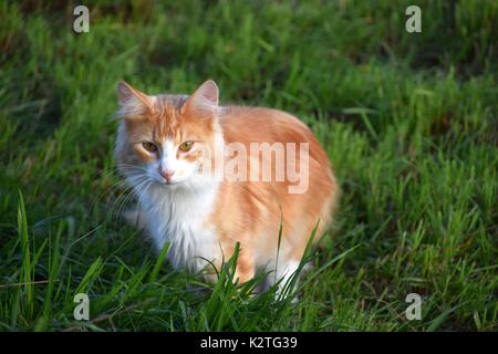 A Long Haired Orange Tabby Domestic Cat Looks Down From A Second