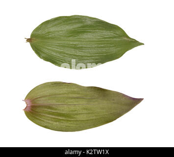 Violet helleborine - Epipactis purpurata - leaf top - upperside bottom - underside Stock Photo