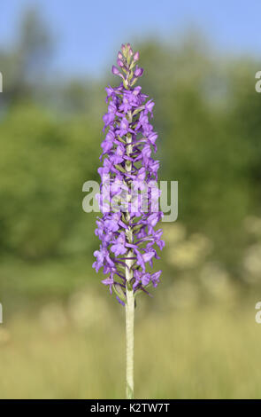 Marsh Fragrant-orchid - Gymnadenia densiflora Stock Photo