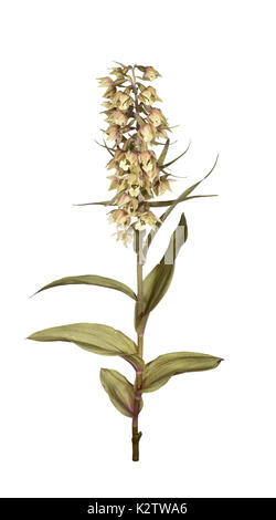 Violet Helleborine - Epipactis purpurata Stock Photo