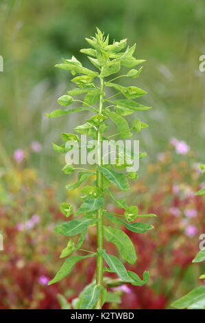 Broad-leaved Spurge - Euphorbia platyphyllos Stock Photo