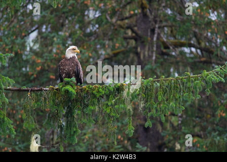 Bald eagle (Haliaeetus leucocephalus) on a tree, Tongass National Forest, Alaska, USA, North America Stock Photo