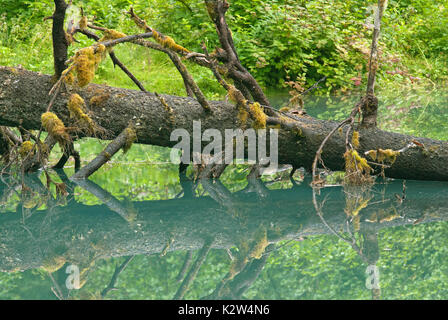 Fallen tree in the Blue Lagoon at Fish Creek, Tongass National Forest, Hyder, Alaska, USA Stock Photo